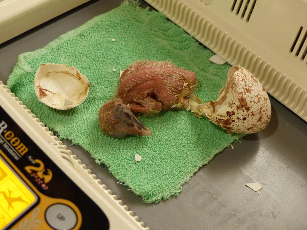 Schiusa in un uovo in incubatrice